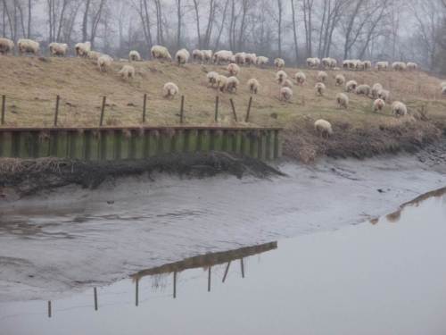 Ja, von hinten - alter Deich nördlich Hetlinger Binnenelbe kurz vor Tnw.