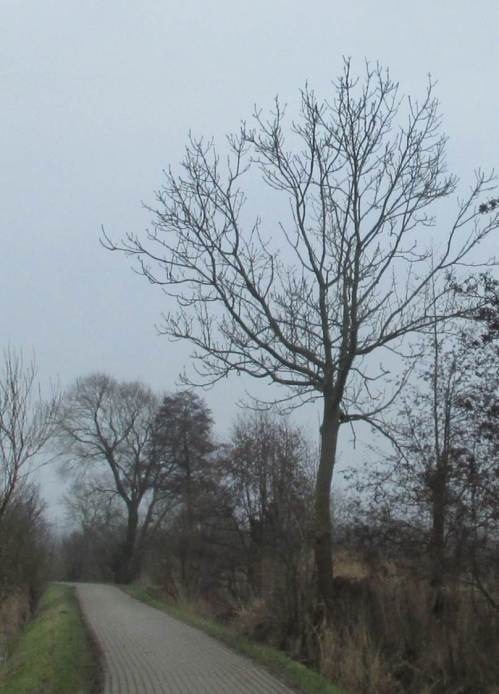 Noch eine kleine Baumstudie kurz vor Ende der Reise: Esche vor Schwarzerle und Weide.