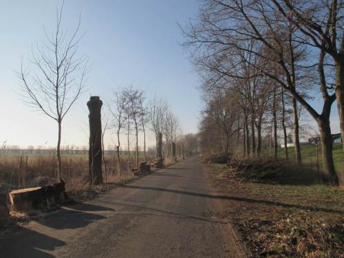 Die alte, hoch geköpfte Weidenallee östlich des Klärwerks ist Geschichte. Nach Windbruch ist ein Großteil weggesägt, offenbar wird sich hier eine Eschenallee entwickeln.