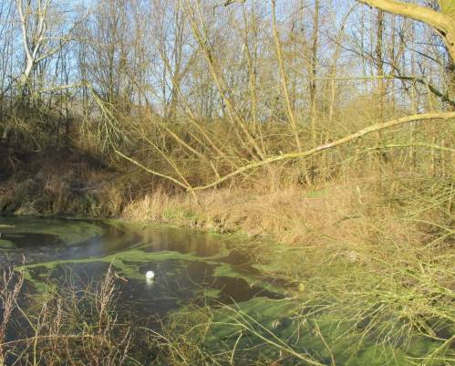 Alter Heuhafen Hetlingen - Entenflott in eisigen Kunstformen. Wer wird den Fußball retten - oder ist der jetzt Abfall?