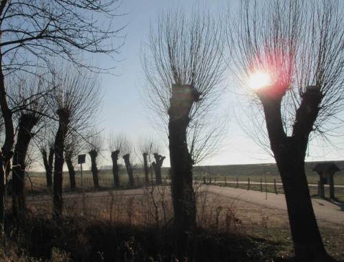Bin schnell hinterm Deich geradelt - dies ist nicht Stonhenge. Nennen wir es "Willow Henge".