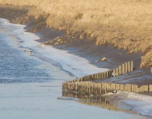Ein Stockentenpaar auf kleiner, eisfrei gebliebener Fläche der Hetlinger Binnenelbe. Wofür wohl das Holzpfahldreieck jemals gedacht war ???
