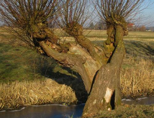 Sonnenbeschienen - die im vorigen Beitrag dargestellte alte Kopfweide.