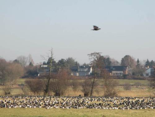 Im Augenwinkel fliegt ein Greif vorbei - zu klein für einen Seeadler.