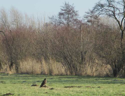 Irgendwie wirkt der dicht neben den Gänsemassen gelandete Greif (Bussard?) etwas verwirrt. Die Gänse haben überhaupt keine Notiz genommen, sind nicht aufgeflogen. - Er nimmt sich vor, nächstes Mal mehr Eindruck zu hinterlassen.