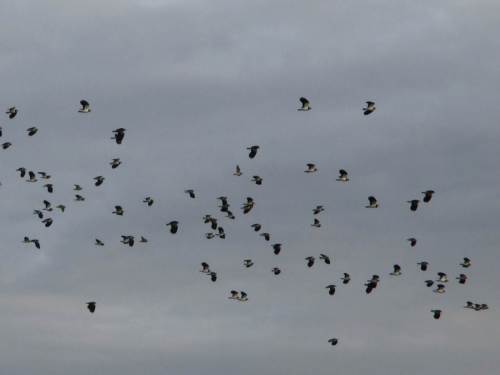 Wie schön, dass die Feuchtgebietsprogramme wirken! Der Kiebitz zeigt es in wieder wachsender Zahl.