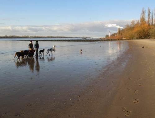 Die Dackelhündin meidet nasse Füsse. Hundescharen mit HundeSitterinnen sind meist sehr verträglich. Wohl den frühen Wanderern - später kommen oft genug rücksichtslosere Hundehalter (als - ehemalige - Hundebesitzer wissen wir, wovon wir reden).