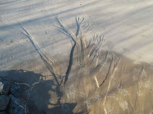 Ein Erosionsbaum, sieht aus wie ein Negativ, eingefräst von abgelaufenem Wasser.