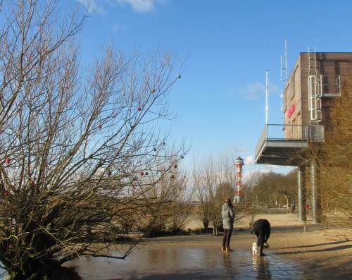 Holla, auf dem Hinweg nicht gesehen, jetzt von der Sonne beschienen: Weihnachtsbehang in einem Uferweidenbusch.