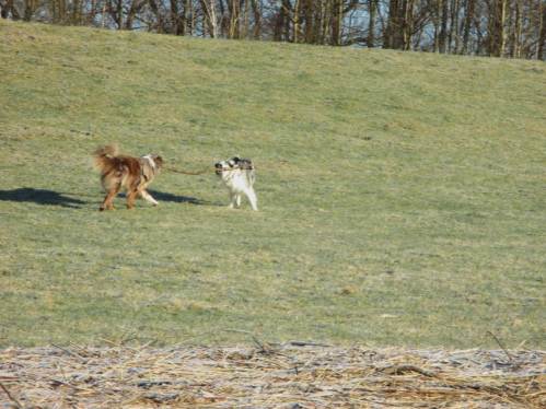 Begeisterung am Deich - so ein langer Ast kann Hunde gut beschäftigen.