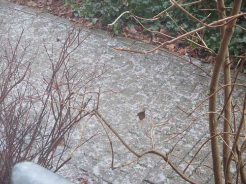 Blick aus dem Fenster am Sonnabend - wer konnte, blieb besser zu Hause, ging draussen nur im "Pinguin-Gang" - wir haben für solch zum Glück seltene Ereignisse Spikes bereitliegen. Nicht das Schlechteste. 