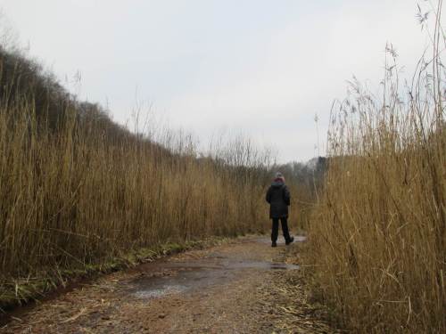 Tief unten im Baggerloch - trocken gehalten durch Abpumpen zufliessenden Wassers - durchquert der Weg Röhricht.
