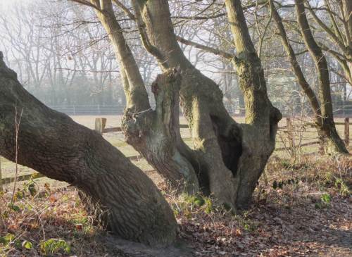 An den alten Schneitel-Eichen vorbei radele ich von der Geest in die Marsch.