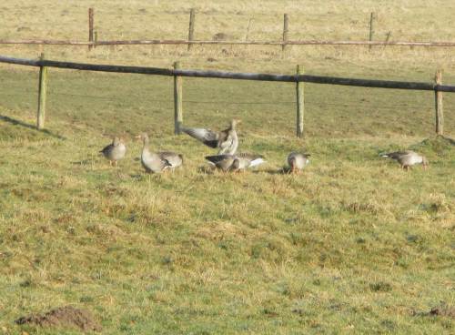An geschützter Stelle zwischen Bauernhaus und Pferdestall lassen es sich Graugänse in der Wintersonne gut gehen.