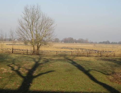 Nebendran, auf freier Fläche, grasen Nonnengänse in breiter Front.