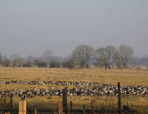 NonnengansKeil, im Detail.