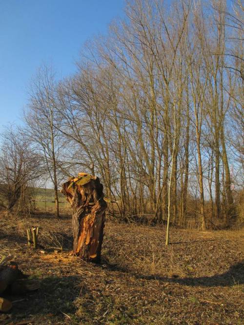 Kurz vor dem Elbehauptdeich - eine uralte Kopfweide vor Auenwaldrest.