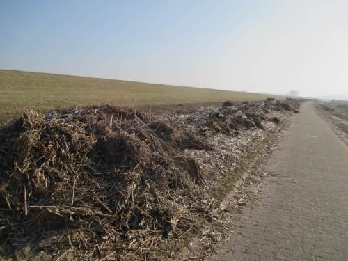 Deichfront zur Elbe - der Frostboden ermöglicht, die bei Sturmfluten angelandeten Röhricht-Treibselmassen zusammenzuschieben.