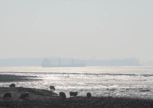Heute sehe ich ausser einem - wohl Bagger- - Schiff keinen Verkehr in dieser ElbeStrecke.