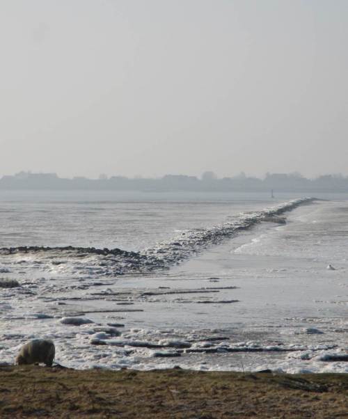 Bei dieser niedrigen Tideniedrigwassersituation (Schaf vor Buhne auf Süßwasserwatt) ist die gesamte Elbwassermenge auf den seeschifftiefen Schifffahrtskanal konzentriert.
