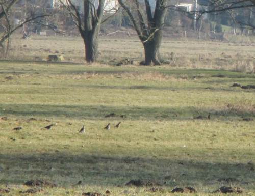 Querab Saatlandsdamm suchen Schwärme Wacholderdrosseln Nahrung - bitte nicht gleich als Frühlingsboten deuten.