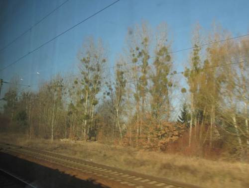 Geradezu Massen an Misteln je weiter wir gen Osten kommen - so etwas kenne ich aus westlichen Gefilden nicht.