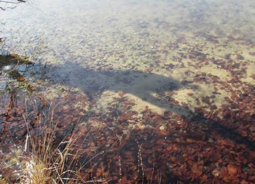 Ufer-Detail am Klarwassersee.