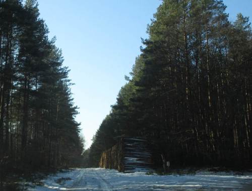 Neben lichtem Laubwald durchfahren wir auf eisiger Piste auch Nadelforsten. Das eingeschlagene Holz zeigt, dass die Umwandlung in Mischwald in vollem Gang ist.