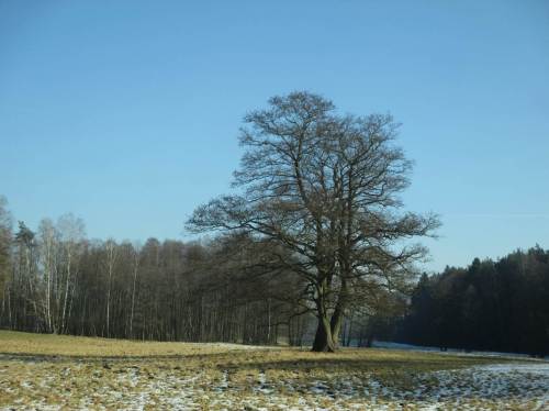 Fast wie eine Eiche - alte Erle auf Auenwiese.