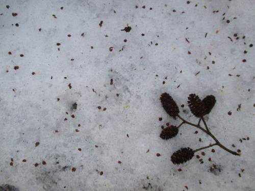 Wenn man die Samen keimen und die Jung-Erlen wachsen liesse, wäre der standorttypische Baumsaum am Bach schnell zurückgewonnen.