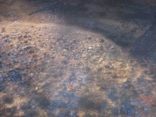 Mehr Strömungsturbulenz und Kieszugabe wird die vorhandenen Laichbetten optimieren.