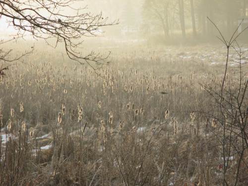 Rohrkolben, im winterlichen Gegenlicht.