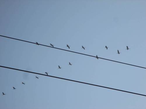 Schöner Abschied am Bahnhof Gransee - ein Keil Kraniche zieht dicht vorbei.