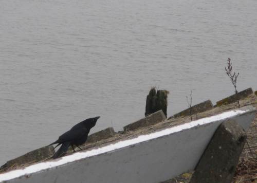 An der Elbe westlich Hamburg begrüßt mich der westliche Vetter der östlichen Nebelkrähe - eine Rabenkrähe (oder ist dies ein junger Kolkrabe?).
