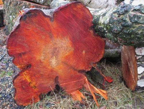 Wenn die Schwarz- zur Rott-Erle wird - nicht immer gibt es Anlass, Baumschnitt zu kritisieren. Hier sind im Kern keine Jahresringe mehr erkennbar, sieht fast wie gerade noch gehaltenes Sägemehl aus.