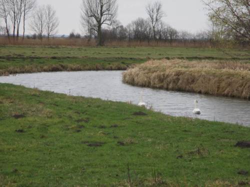 Schwanenpaar auf Marschgraben - die Vögel sind zunehmend zu zweit zu sehen.