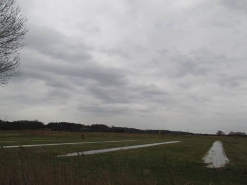Der Regen der vergangenen Tage hat sich in Tiefstellen der Marsch - oft ehemalige Entwässerungsgräben ohne Anschluss ans heutige Entwässerungssystem - aufgrund des bindigen Bodens bis an die Oberkante des Geländes gesammelt.