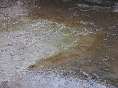 Dichtes Wachstum von Blau-, Grün- und Kieselalgen zeigt - auch bei noch niedriger Wassertemperatur -, dass die Sonne schon etliche Monate höher gestiegen ist. Das Licht ist aus dem Minimum, schnell reagieren die Algen. Fettes Schlickwatt hat halt ordentlich Nährstoffe.