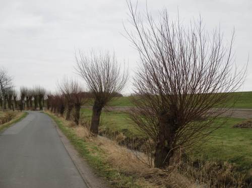 Kurz vor Ende der Schnittsaison waren diese Kopfweiden noch buschig.