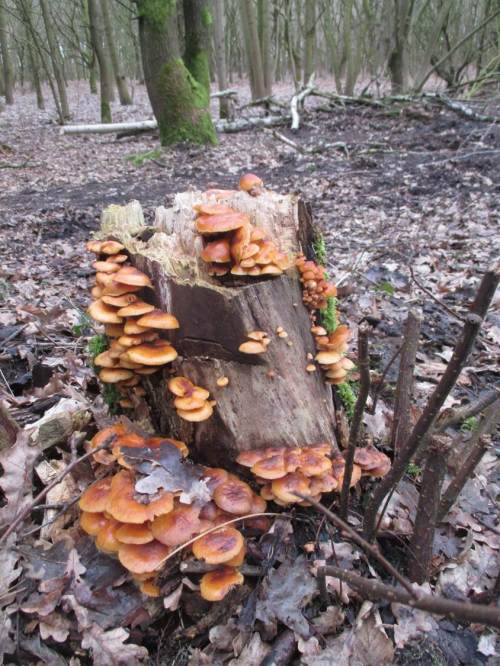 Auch die Holzpilze sind aktiv.