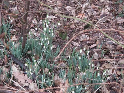 Schon längst gucken Schneeglöckchen durch kompostierendes Herbstlaub.