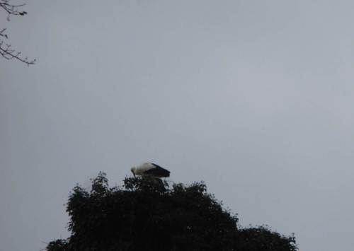 Schnellflieger, der erste Idenburg-Storch - am 1. März auf dem Nest.