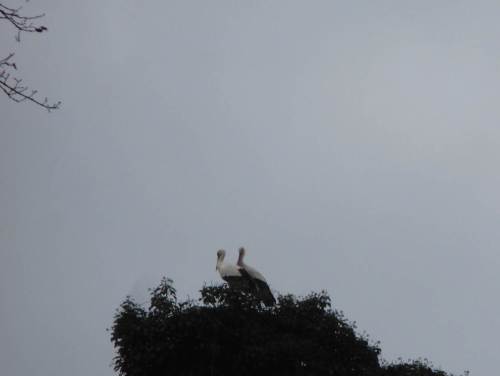 Nochmal hingeguckt und gestaunt: das Paar ist da.