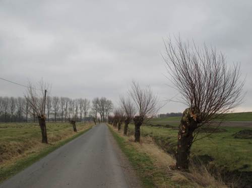 Dann sind doch - gerade noch rechtzeitig - mindestens die straßenseitigen Triebe entfernt worden.