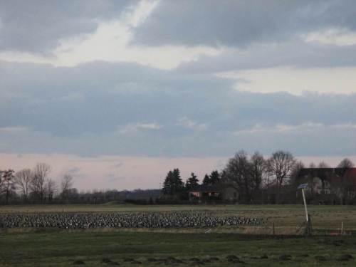 Querab Langer Damm grasen an die zehntausend Nonnengänse in der Dämmerung. Bald werden sie lärmend über den Deich aufs Wasser wechseln, um über die Nacht geschützt zu sein.