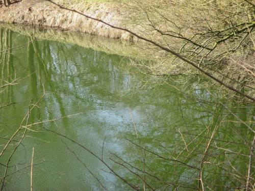 "Unordentlich" viele Nährstoffe haben allzu viele Stillgewässer. Blaugrüne Färbung schon Anfang März lässt keine gute Gewässersituation erkennen.