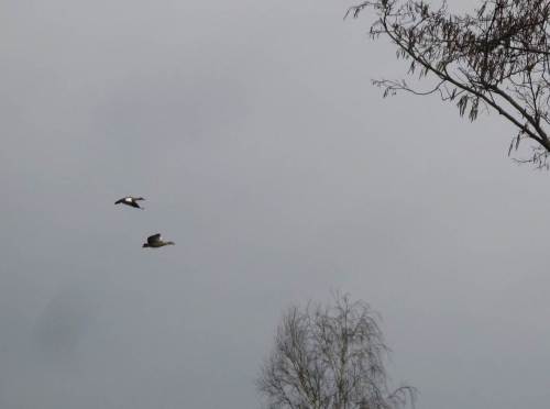 IMG_2226 - ein Paar Nilgänse zieht beim Klw Hetlingen vorbei