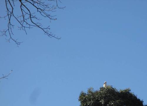 IMG_2316 - Storch sonnt sich im Nest auf der Idenburg