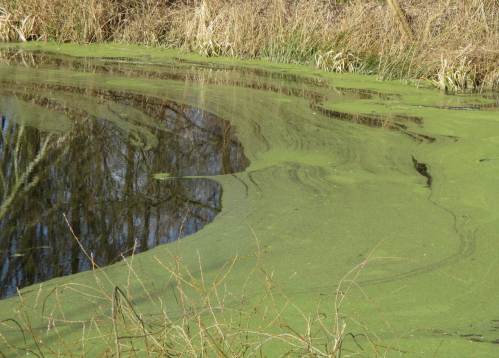 IMG_2319 - Entenflott-Frühjahrskunst, Windwirkung auf Hetlinger Heuhafen