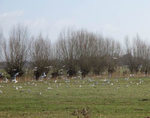 IMG_2325 - Lachmöwenschwarm querab Klw Hetlingen